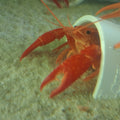 Orange tangerine creyfish