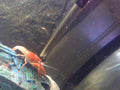 Orange ghost creyfish