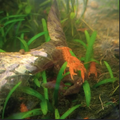 Mexican dwarf creyfish