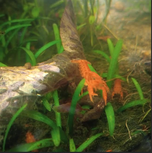 Mexican dwarf creyfish